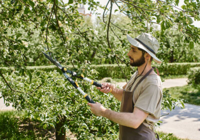 2-stock-photo-bearded-gardener-sun-hat-trimming-twigs-tree-big-gardening-scissors