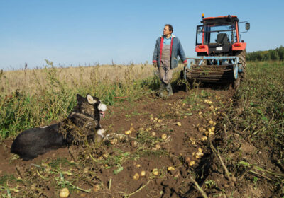 1-stock-photo-digging-the-potato-12