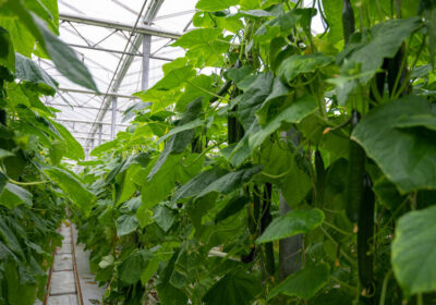 10-stock-photo-young-green-cucumbers-vegetables-hanging-lianas-cucumber-plants-green-house-9