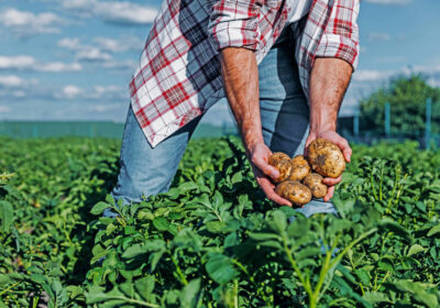 6-stock-photo-partial-view-man-potatoes-hands-field-6