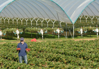 7-stock-photo-strawberry-farmer-carrying-box-freshly-picked-strawberries-field-real-people
