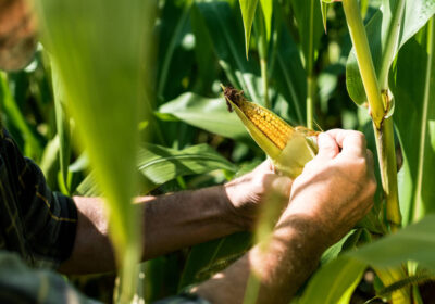 8-stock-photo-cropped-view-farmer-touching-corn-green-leaves-3