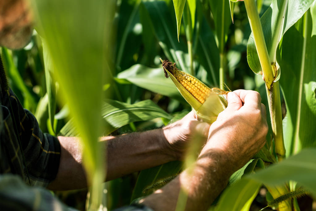 Trova Operai Agricoli a Chiaromonte (PZ): Personale Qualificato per la Tua Azienda nella Valle del Sinni